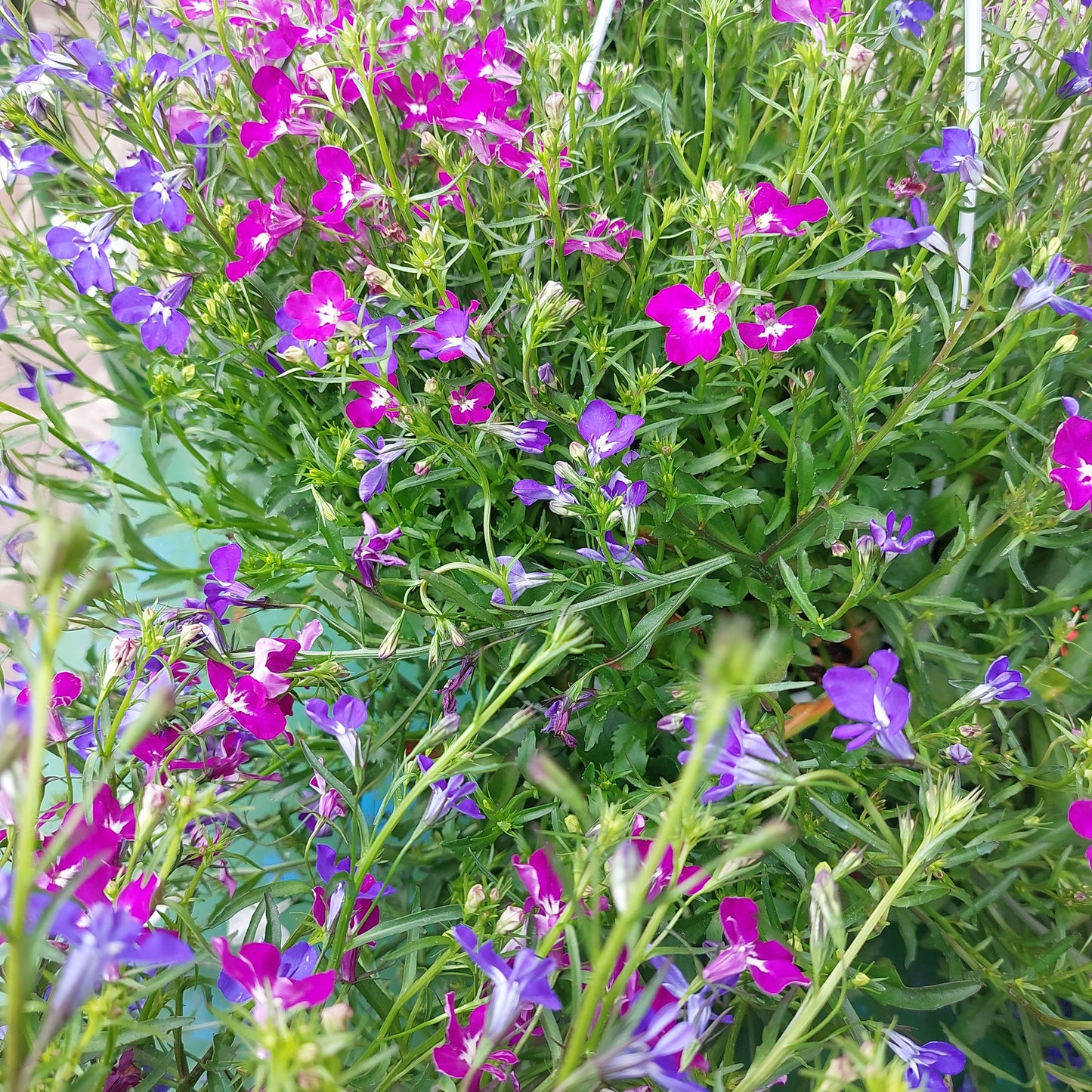 Lobelia