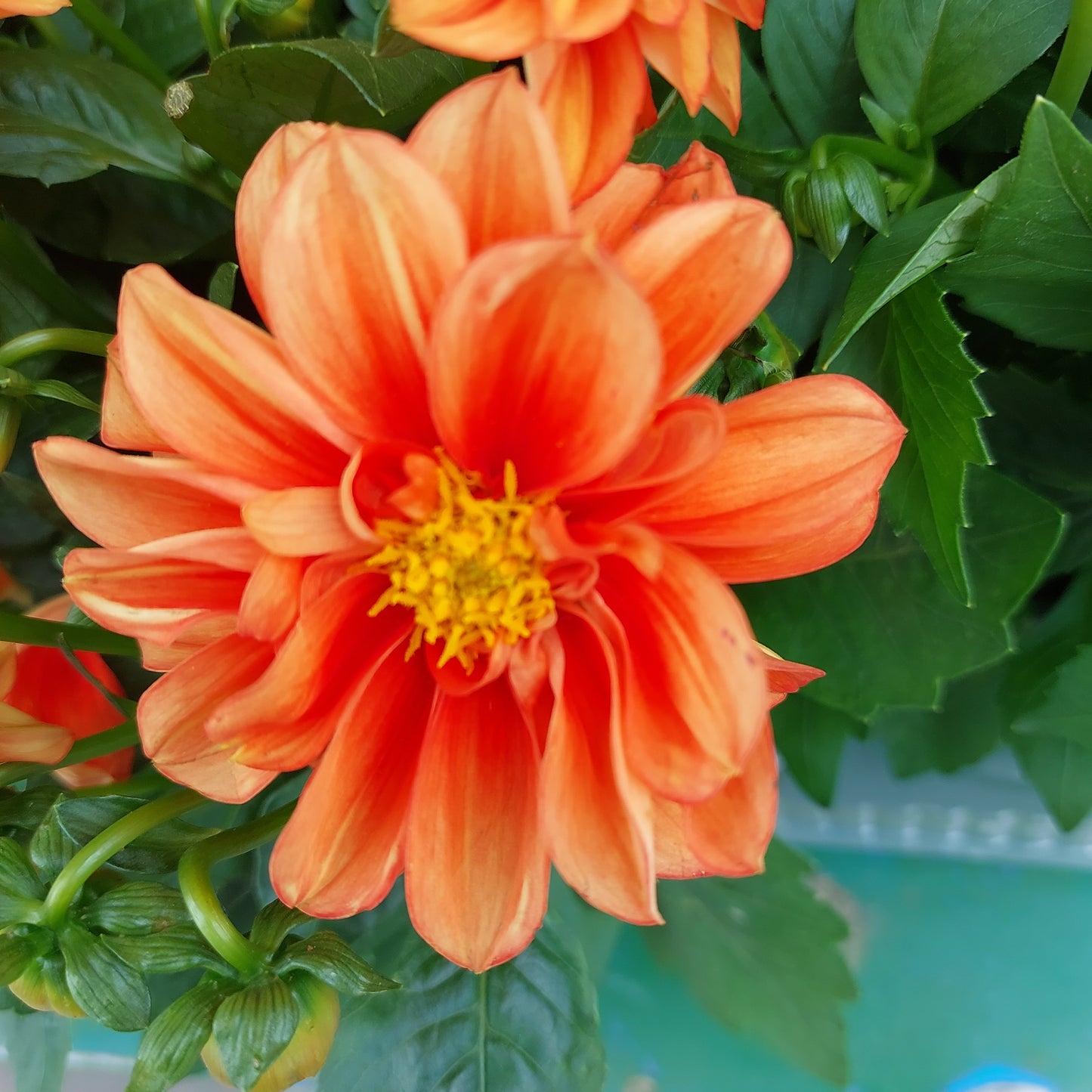Dalia