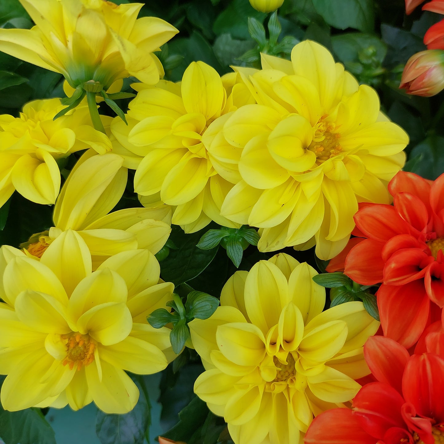 Dalia