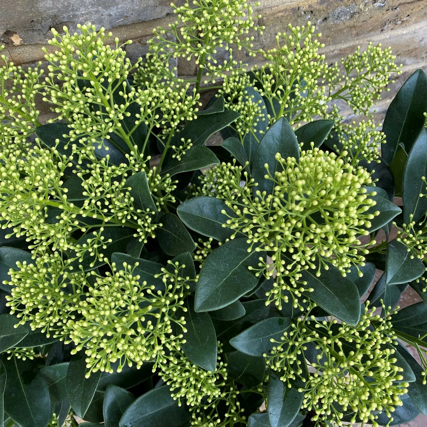 Skimma Japonica Finchy