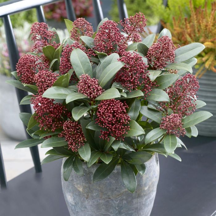 Skimma Japonica Rubesta