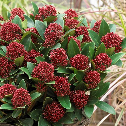 Skimma Japonica Rubesta