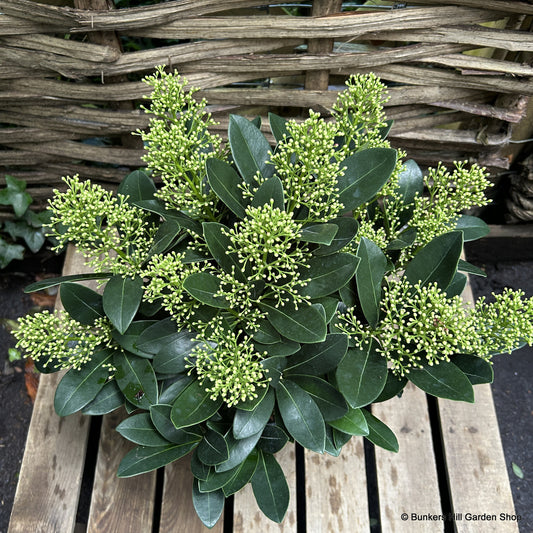 Skimma Japonica Finchy