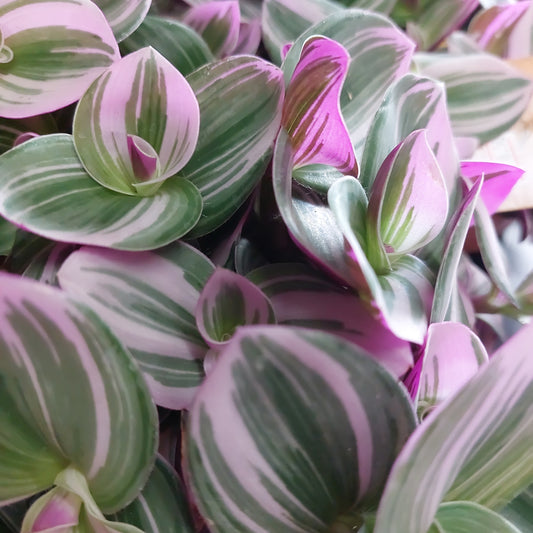 Tradescantia Albiflora