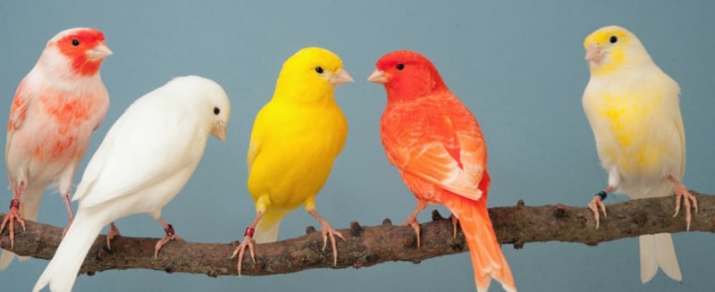 Ornitologia - per Canarini