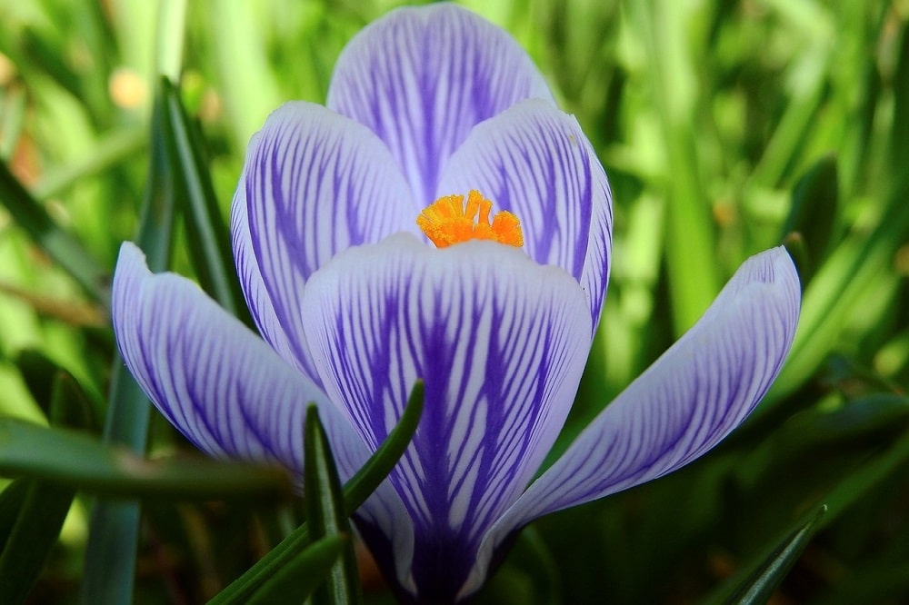 Bulbi - Crocus