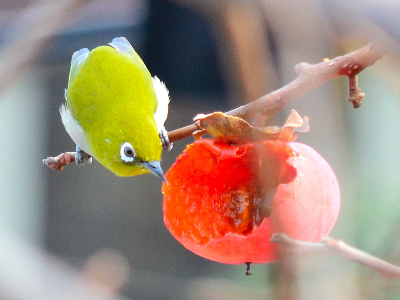 Ornitologia - per Frugivori