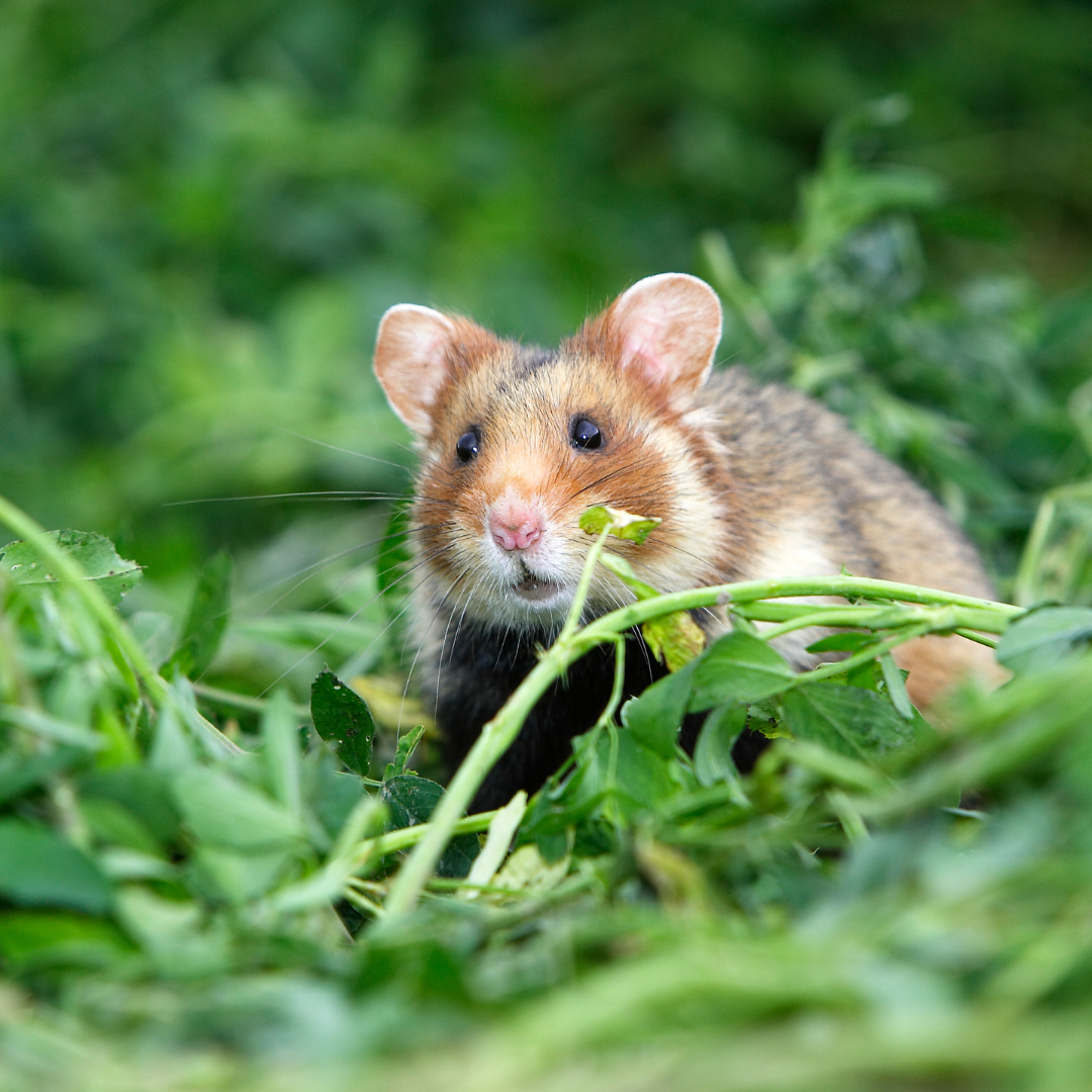 Conigli Nani e Roditori