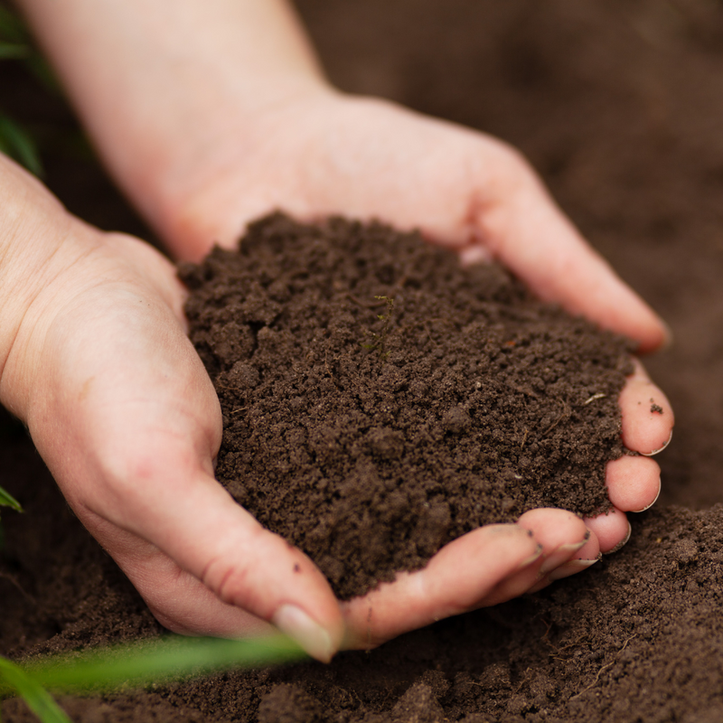 Orto e Giardino - Terricci
