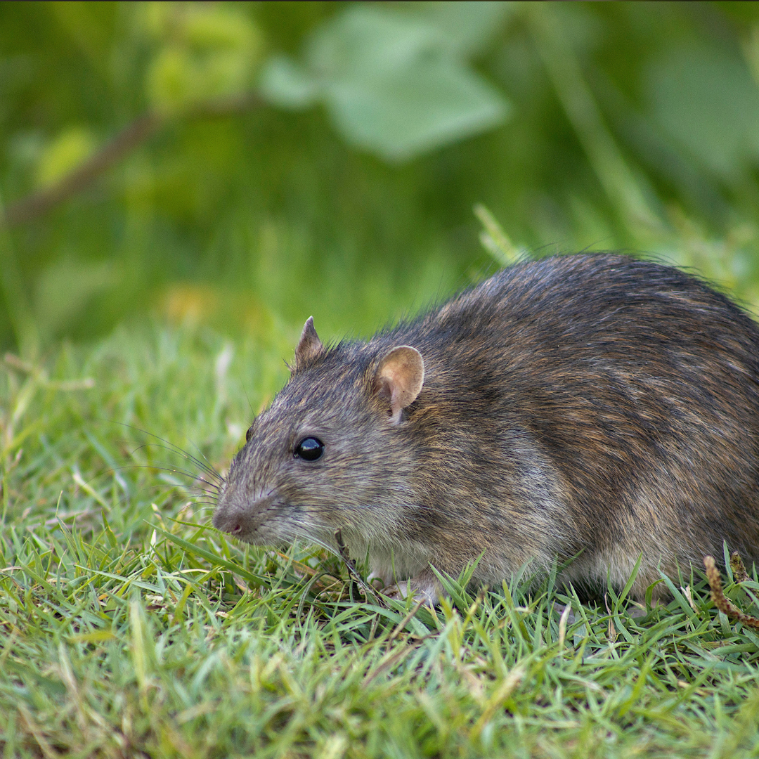 Orto e Giardino - Disinfestazione