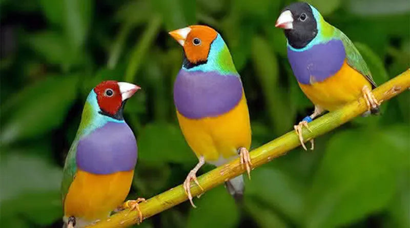 Ornitologia - per Esotici