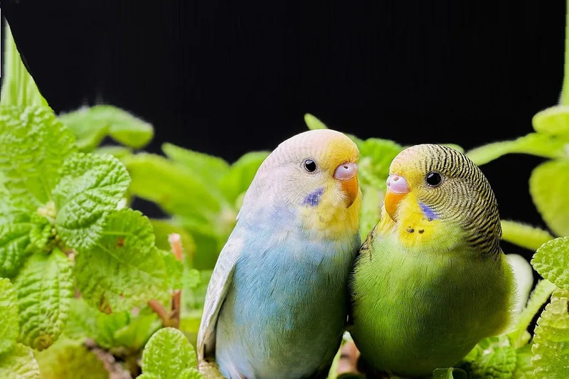 Ornitologia - per Pappagallini