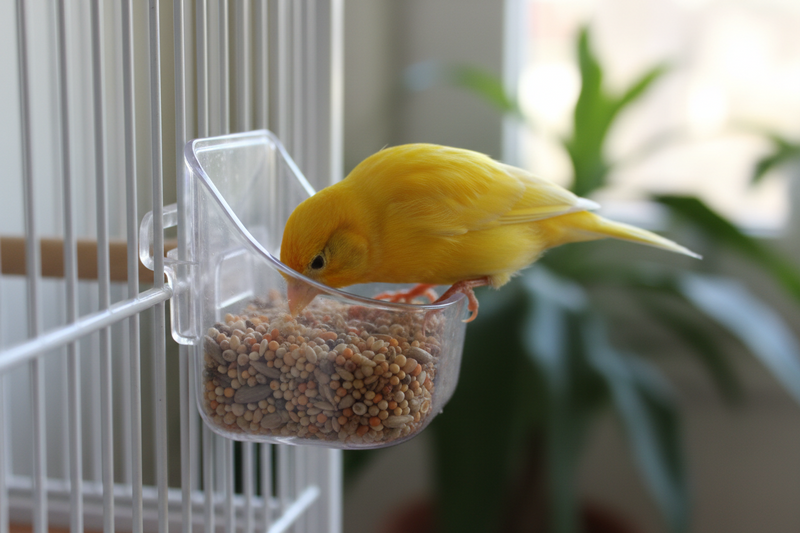 Ornitologia - Mangiatoie