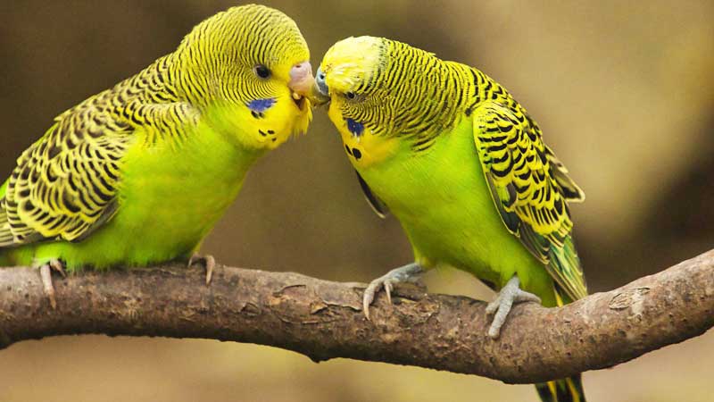 Ornitologia - per Cocorite