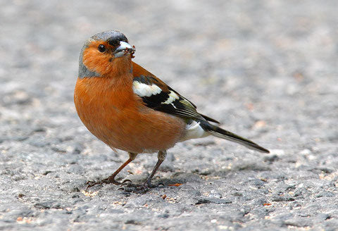 Ornitologia - per Frigillidi