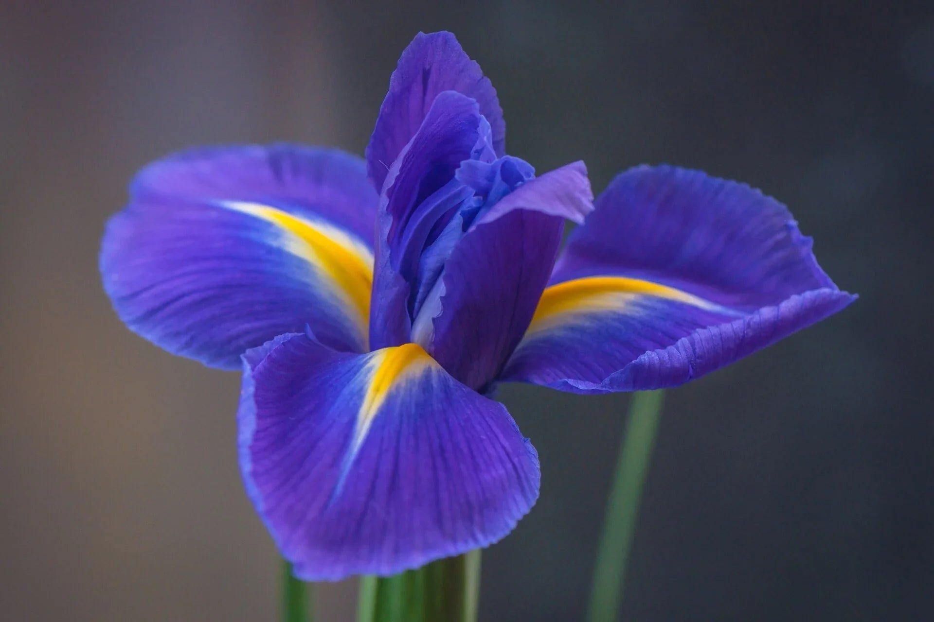 Bulbi - Iris