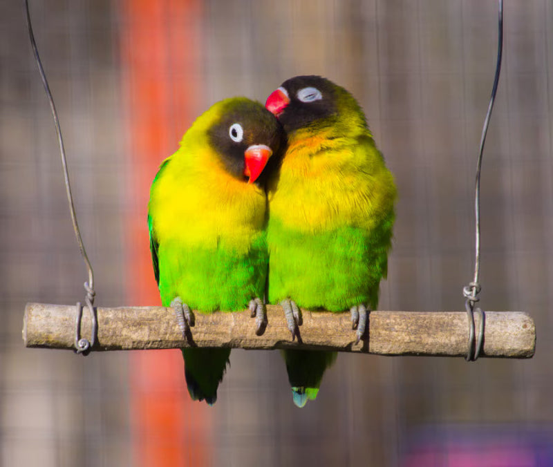 Ornitologia - per Inseparabili