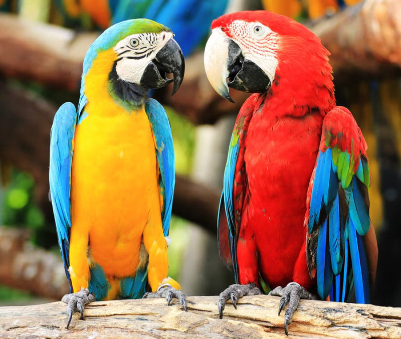 Ornitologia - per Pappagalli (medi e grandi)