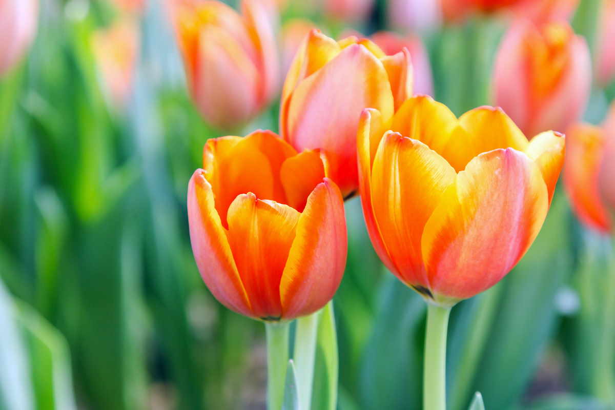 Bulbi - Tulipani