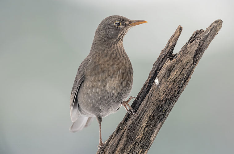 Ornitologia - per Insettivori