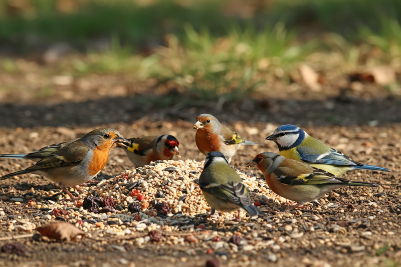 Ornitologia - Mangimi e Semi