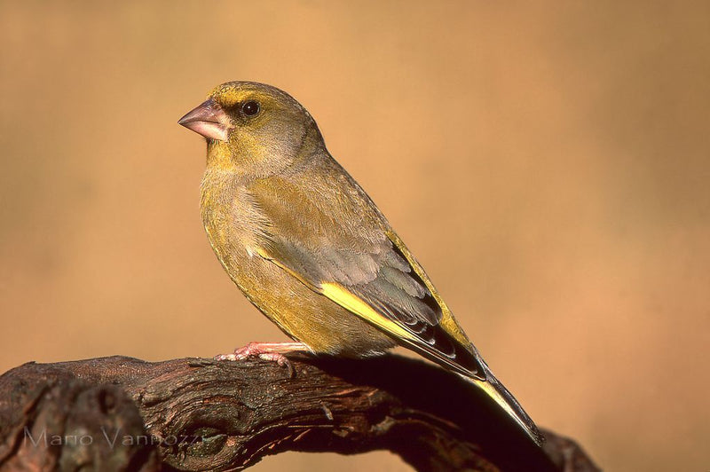 Ornitologia - per Granivori