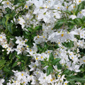Solanum