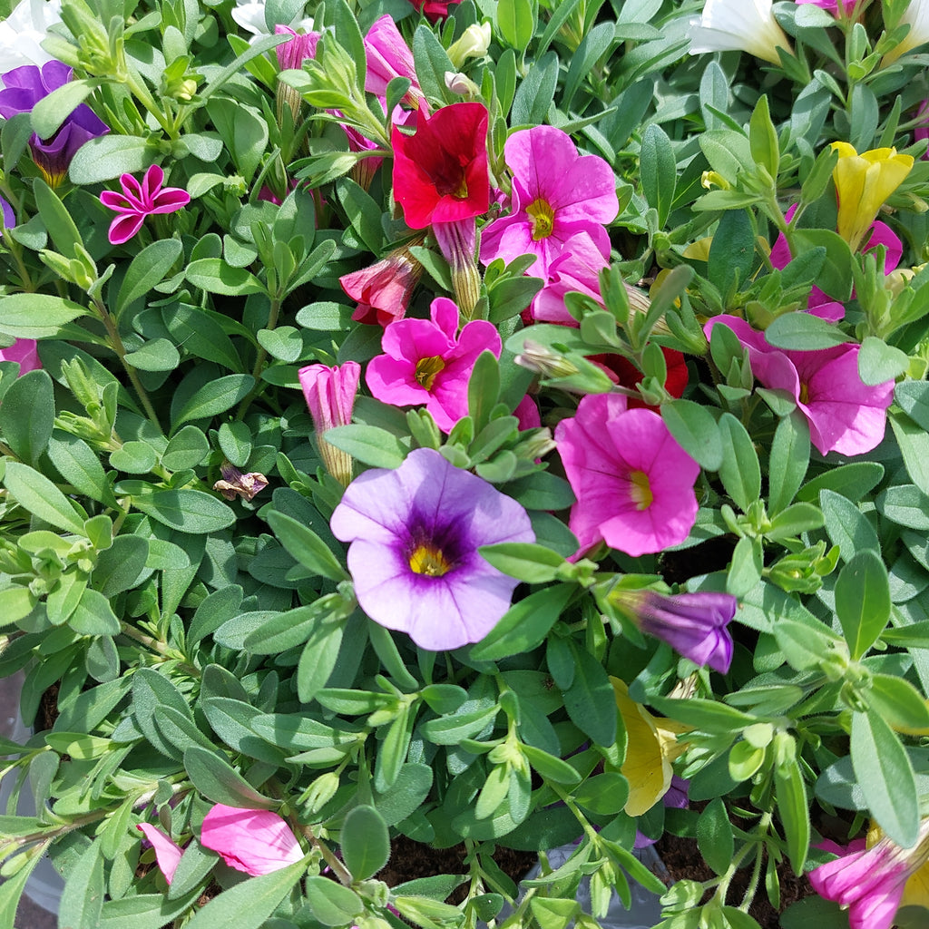 Calibrachoa