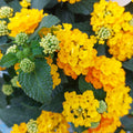 Lantana camara