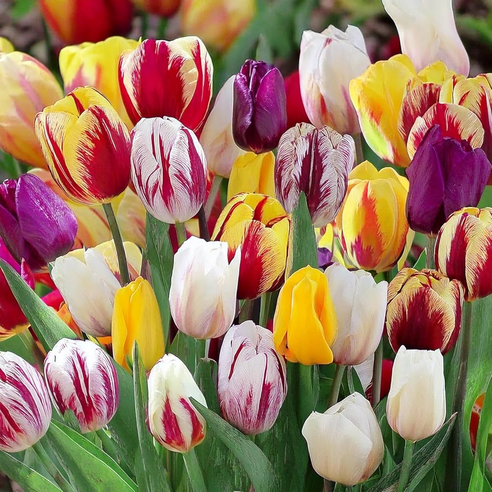 Tulipani Rembrant Mixed - 5 pezzi