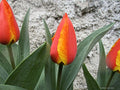 Tulipani Juri Gagarin  - 5 pezzi