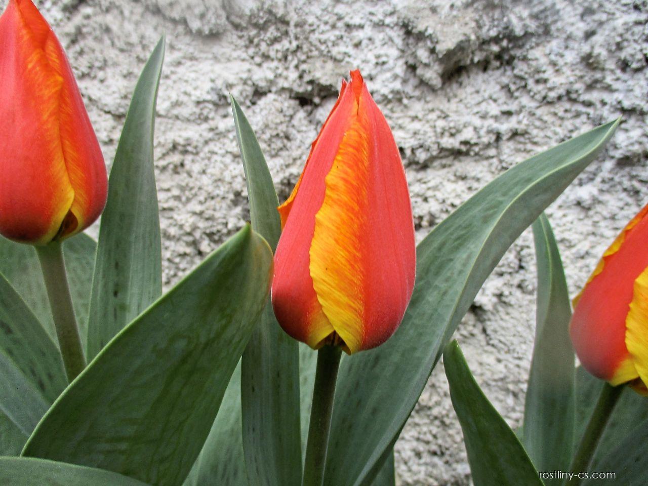 Tulipani Juri Gagarin  - 5 pezzi