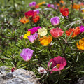 Portulaca