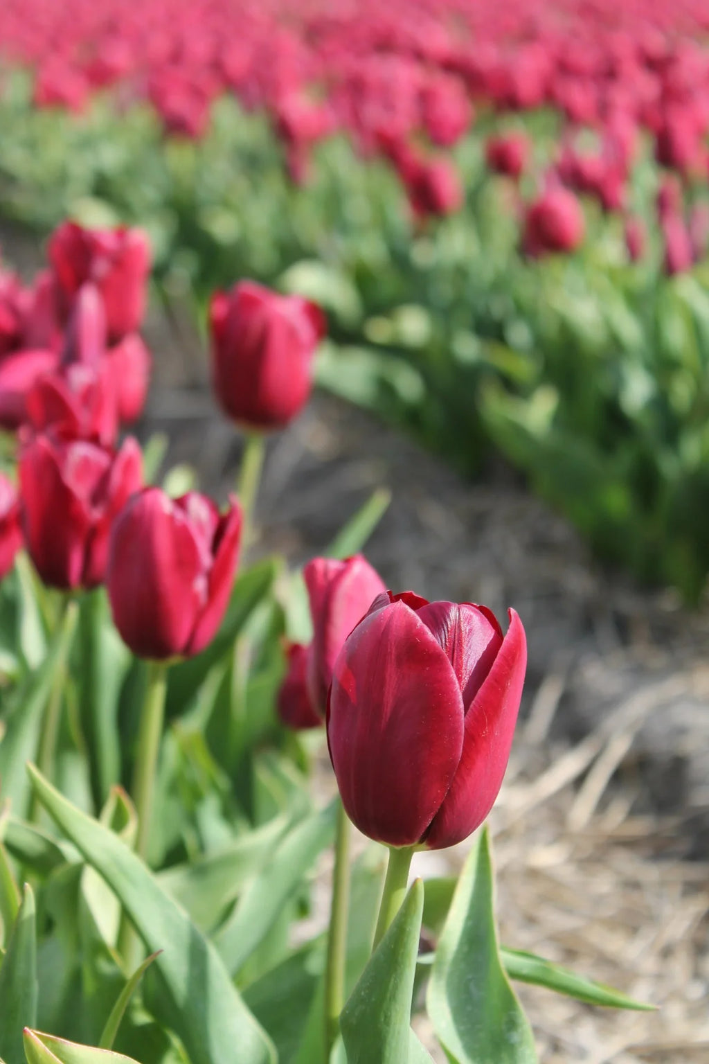 Tulipani Seadov - 5 pezzi