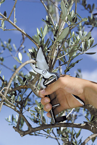 Forbice da potatura 23 - 386