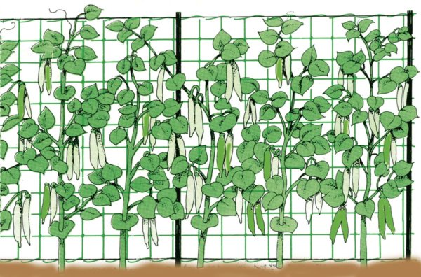 Rete rampicante 2 x 5 m - 4520