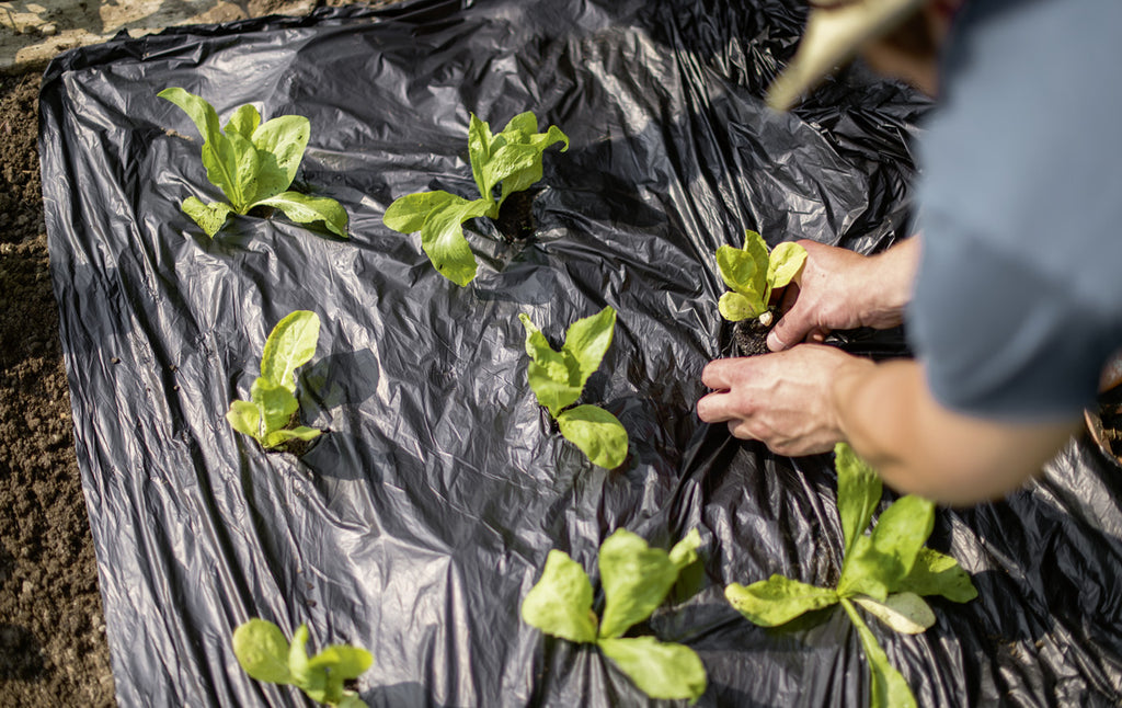 Telo a base di amidi di mais e patate per pacciamatura, al 100% biodegradabile.