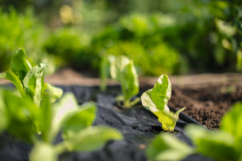 Telo a base di amidi di mais e patate per pacciamatura, al 100% biodegradabile.