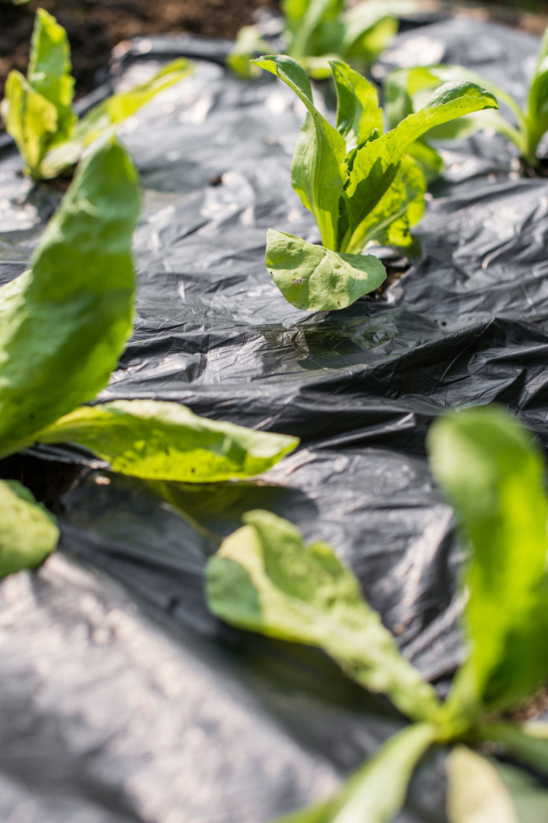 Telo a base di amidi di mais e patate per pacciamatura, al 100% biodegradabile.