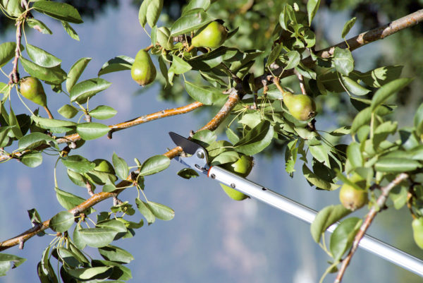 Forbice ad asta lunga Bypass 180 - 504