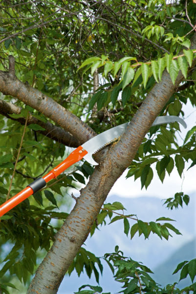 Seghetto Falco - 515