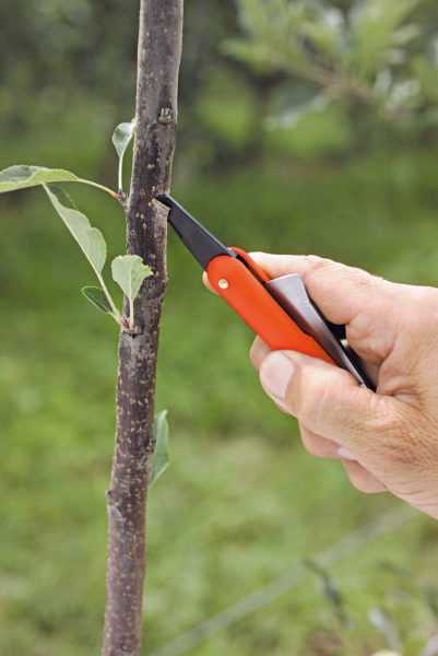 Coltello da innesto 55 - 785