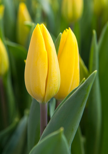 Tulipani Strong Gold - 5 pezzi