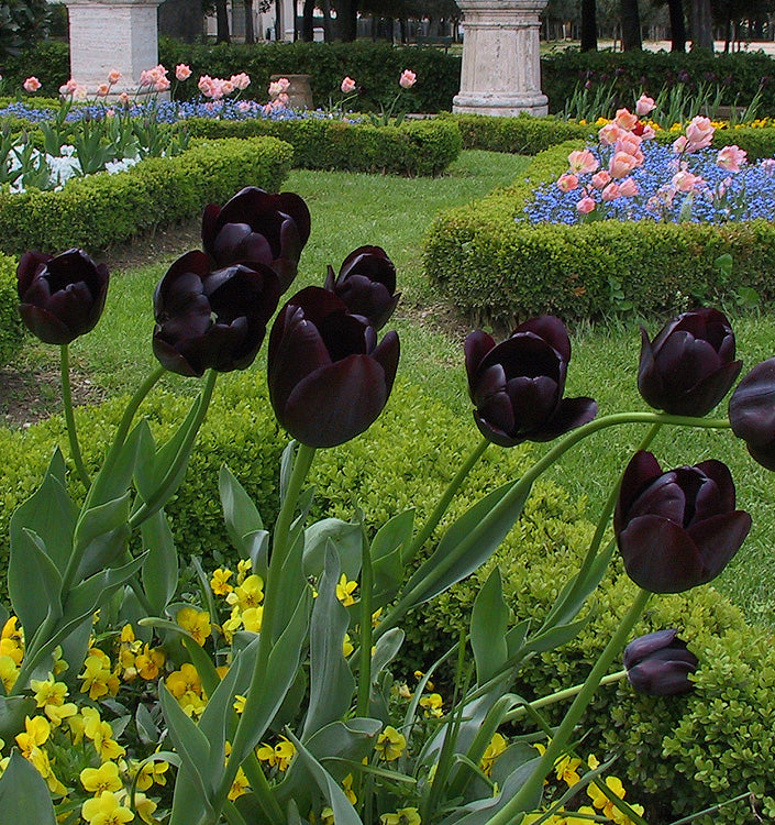 Tulipani Queen of Night - 5 pezzi