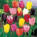 Tulipani Botanici Mixed - 5 pezzi