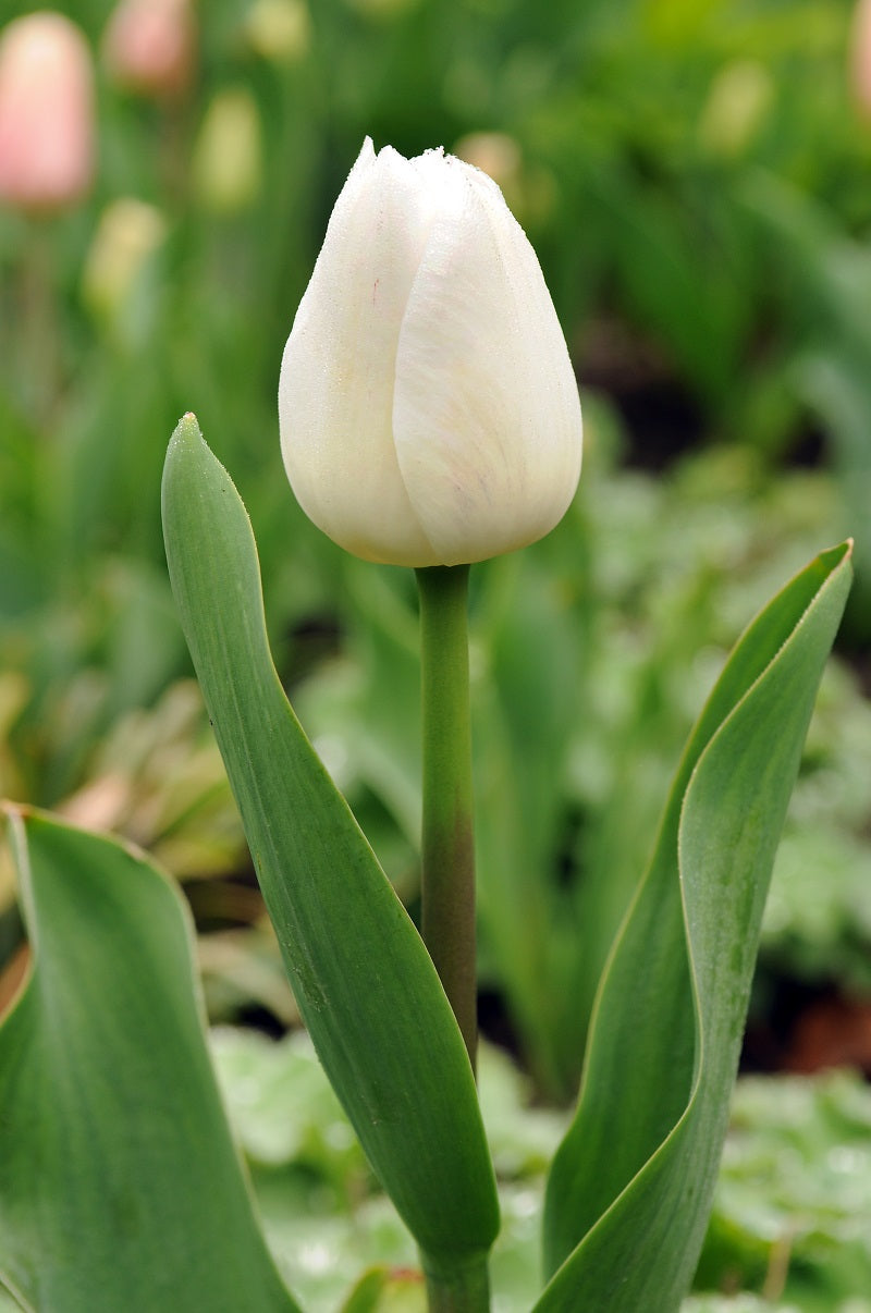 Tulipani Silver dollar - 5 pezzi