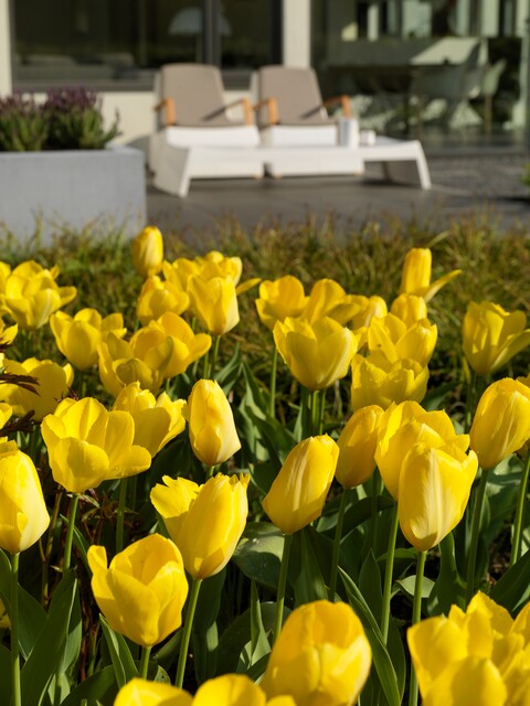 Tulipani Strong Gold - 5 pezzi