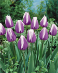 Tulipani Dreamin maid - 5 pezzi