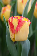 Tulipani Cape d'Or  - 5 pezzi