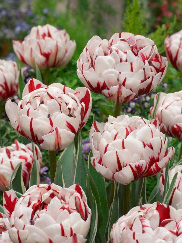 Tulipani Carnaval de Nice - 5 pezzi